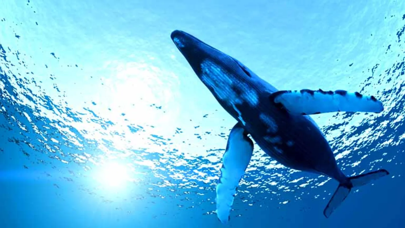 Imagem ilustrativa da imagem Por dentro da baleia azul