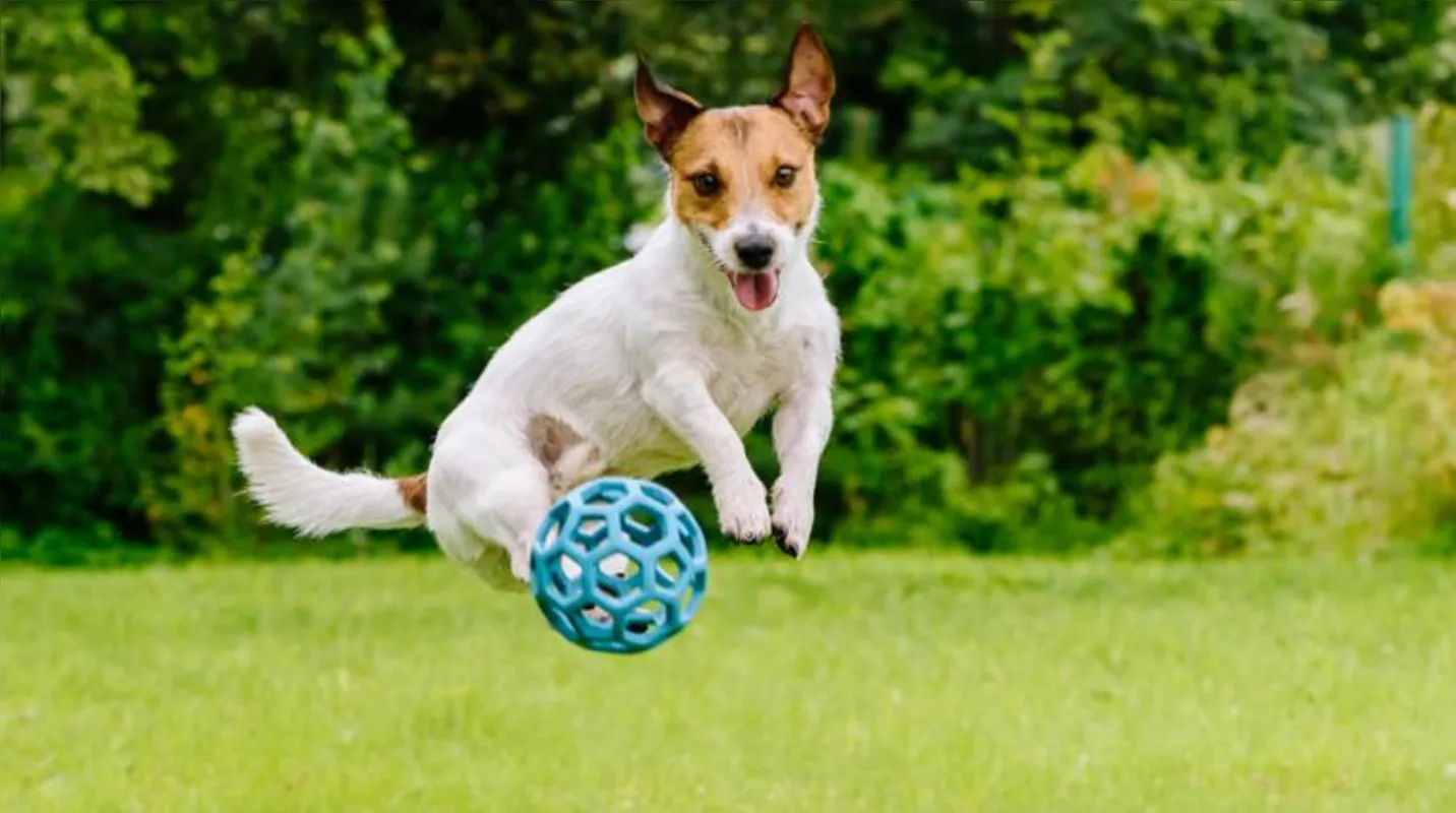Imagem ilustrativa da imagem Atividades físicas para pets: como incentivar a prática?
