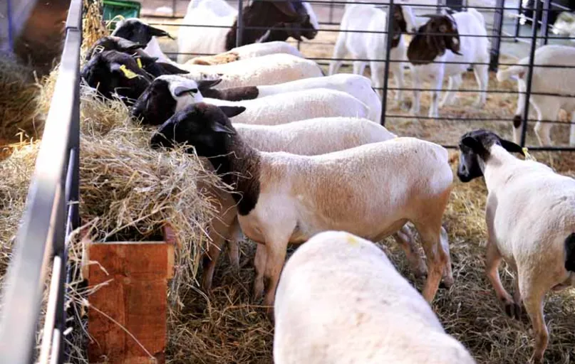 Apesar do bom momento para os criadores, o que se percebe é que o consumo de carne de ovinos ainda é pequeno no País