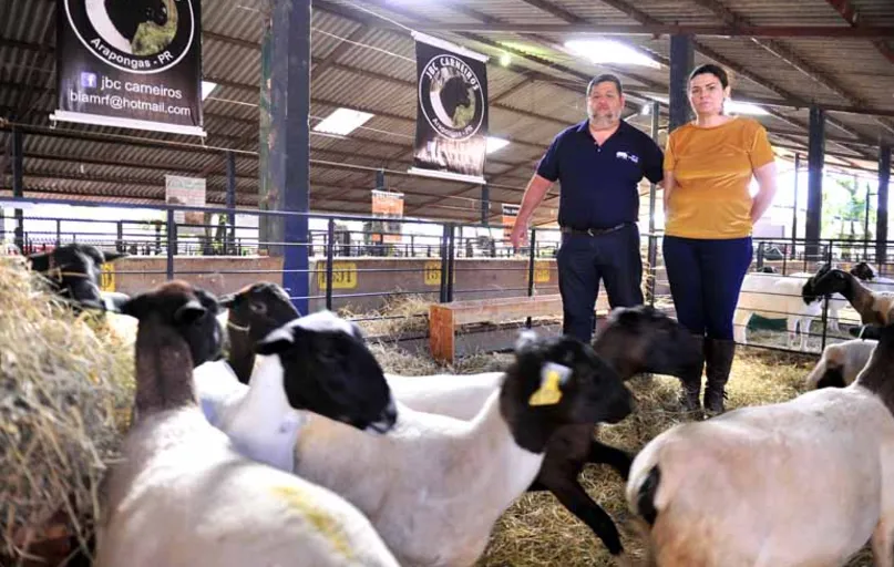 Os produtores José Henrique e Beatriz Ferdinandes deixaram a produção de leite para investir na ovinocultura: "Hoje somos donos da mercadoria"