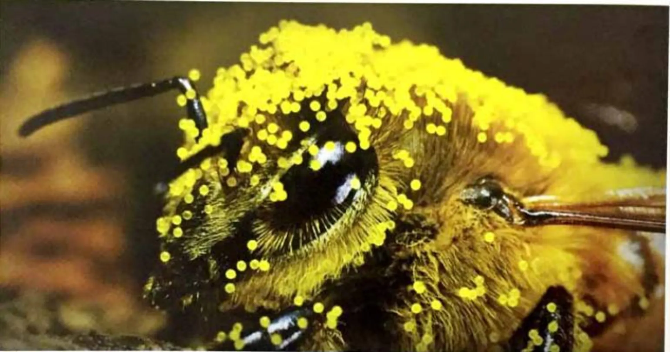 Detalhe de uma abelha com o pólen da flor da soja, em flagrante do pesquisador Décio Gazzoni