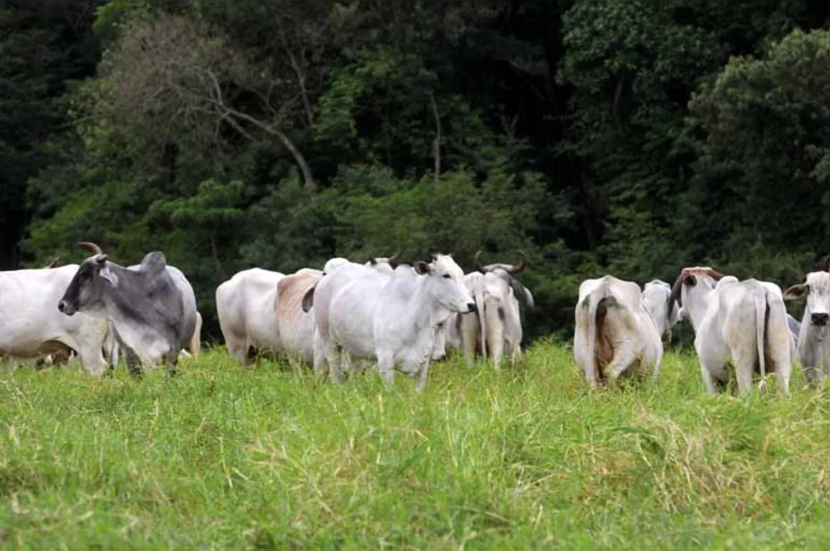 No Paraná, a pecuária vem perdendo a força abrigando atualmente o 10º maior rebanho do País ou 4,3% na participação nacional
