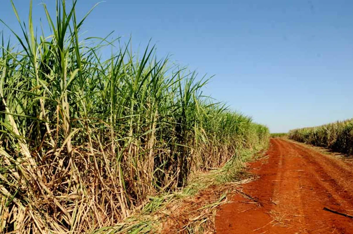 Na microrregião de Cornélio Procópio a área cultivada da cana-de-açúcar caiu 33%