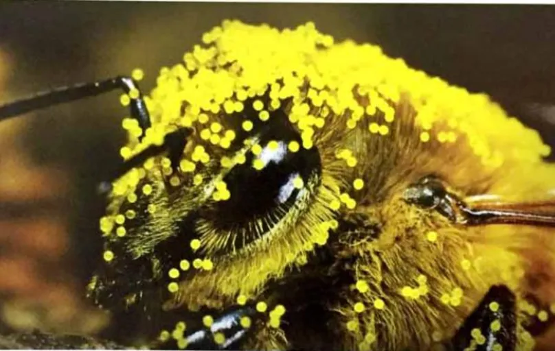Detalhe de uma abelha com o pólen da flor da soja, em flagrante do pesquisador Décio Gazzoni