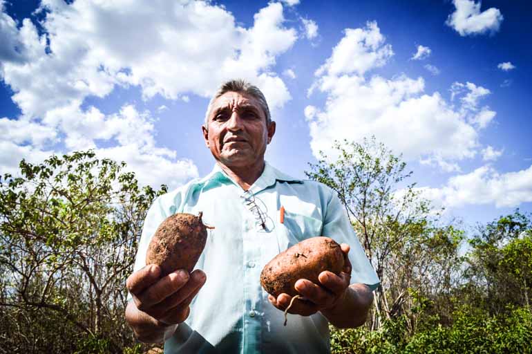 O Brasil é o único do mundo trabalhando com oito alimentos biofortificados, principalmente feijão, mandioca, milho e batata doce