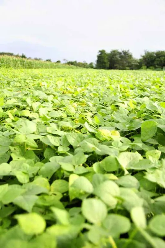 A área plantada de feijão no Paraná aumentou 5% nesta safra ante a anterior, para 194 mil hectares, com produção estimada em 364,6 mil toneladas