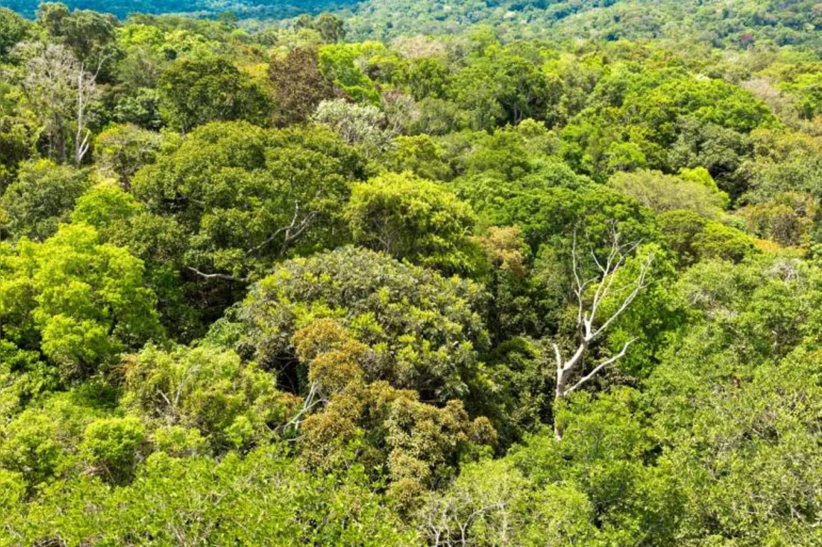 Novas iniciativas de proteção ambiental na Amazônia devem, agora, ser engavetadas até que os recursos voltem