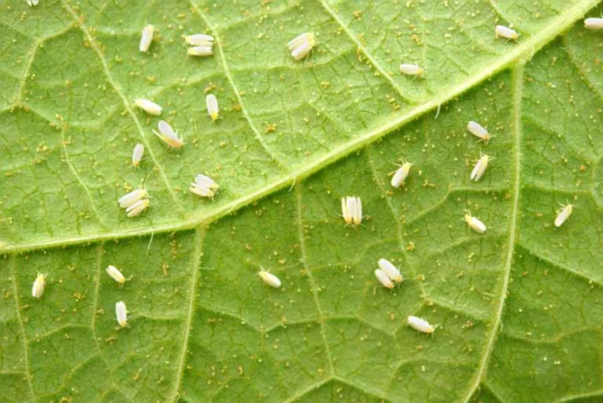 A mosca branca, responsável pela doença mais prejudicial à cultura, o mosaico dourado, se desenvolve em períodos de seca e calor