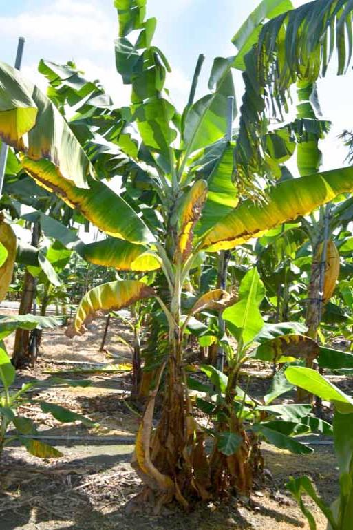 Plantação em Taiwan atingida pela Raça 4 de fusarium; folhas amareladas