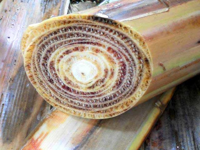 A necrose avermelhada no pseudocaule da bananeira é um sintoma interno do mal-do-Panamá