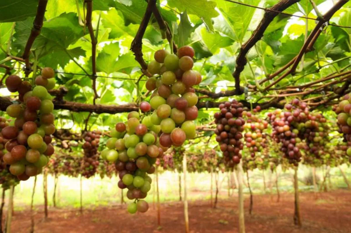 Produção de uva em Marialva (noroeste): certificação garante a qualidade e a relevância histórica de artigos ou serviços oferecidos em uma região