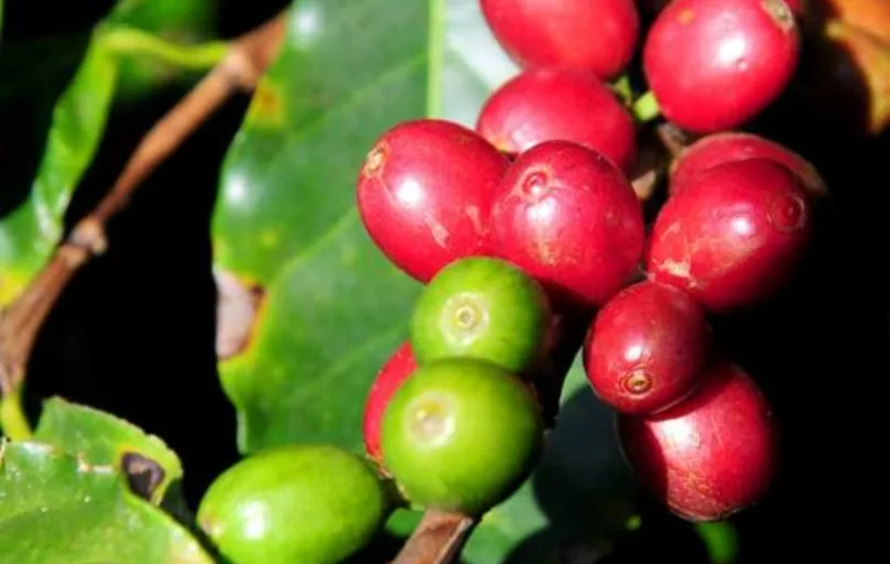 O café do tipo arábica corresponde a 90% do total do café apurado, com estoque de 8,87 milhões de sacas