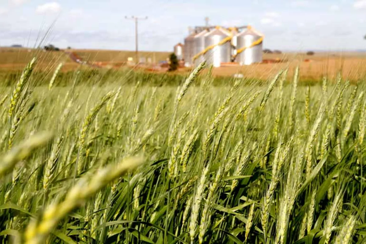 O trigo foi uma das culturas mais prejudicadas pela geada no Oeste do Paraná