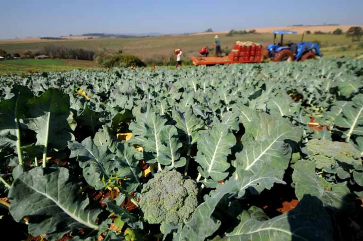 No Paraná o clima ameno eleva potencial de produção do brócolis; nas regiões de altitude é possível o cultivo também durante o verão