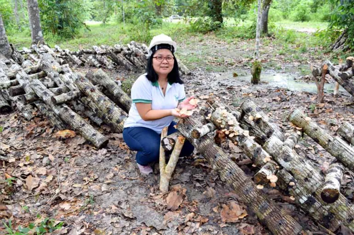 Noemia Ishikawa é pesquisadora no Instituto Nacional de Pesquisas da Amazônia: "Temos biodiversidade suficiente para lançar novos cogumelos para o mundo"