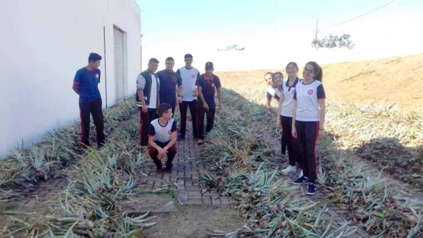 Jovens receberam recentemente em Ibaiti 10 mil mudas de abacaxi da variedade Havaí