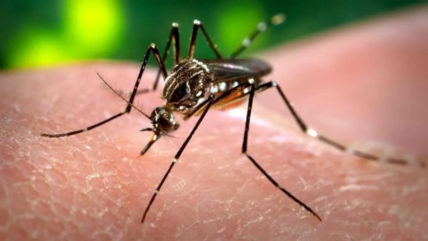 Imagem ilustrativa da imagem Ministério anuncia R$ 27 milhões para tratamento de vítimas da zika