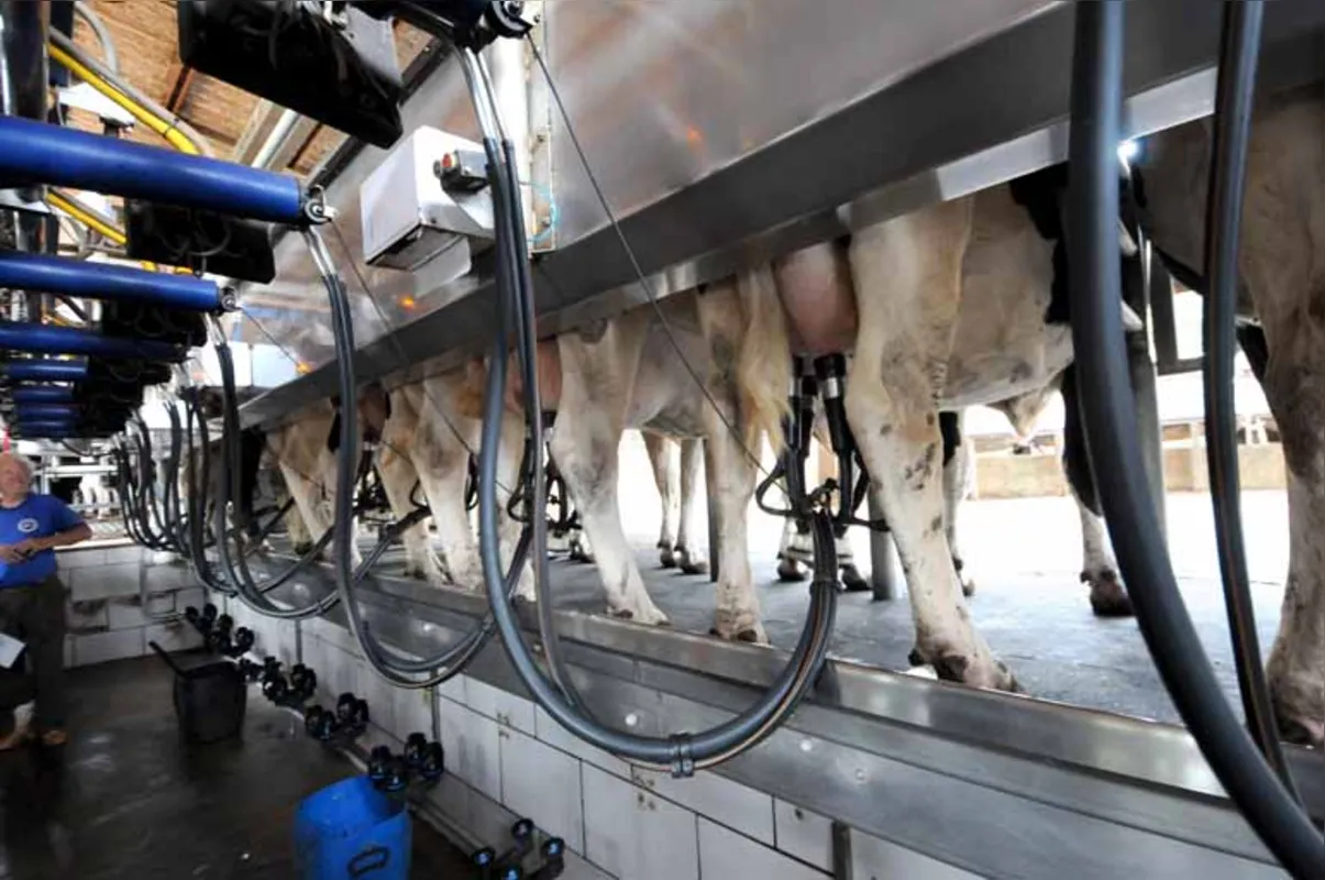 O movimento de queda no preço do leite recebido por produtores foi mais intenso em agosto