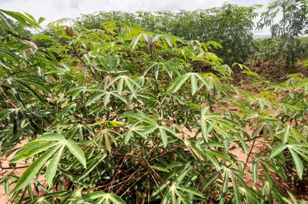 Associação dos Produtores de Mandioca do Paraná estima em 40% o aumento da área plantada para a próxima safra de mandioca de dois ciclos, na região noroeste