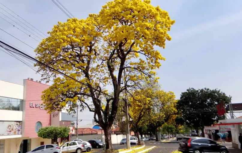 Ipês embelezam ruas de Santo Antônio da Platina