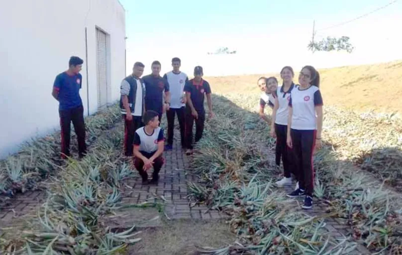 Jovens receberam recentemente em Ibaiti 10 mil mudas de abacaxi da variedade Havaí