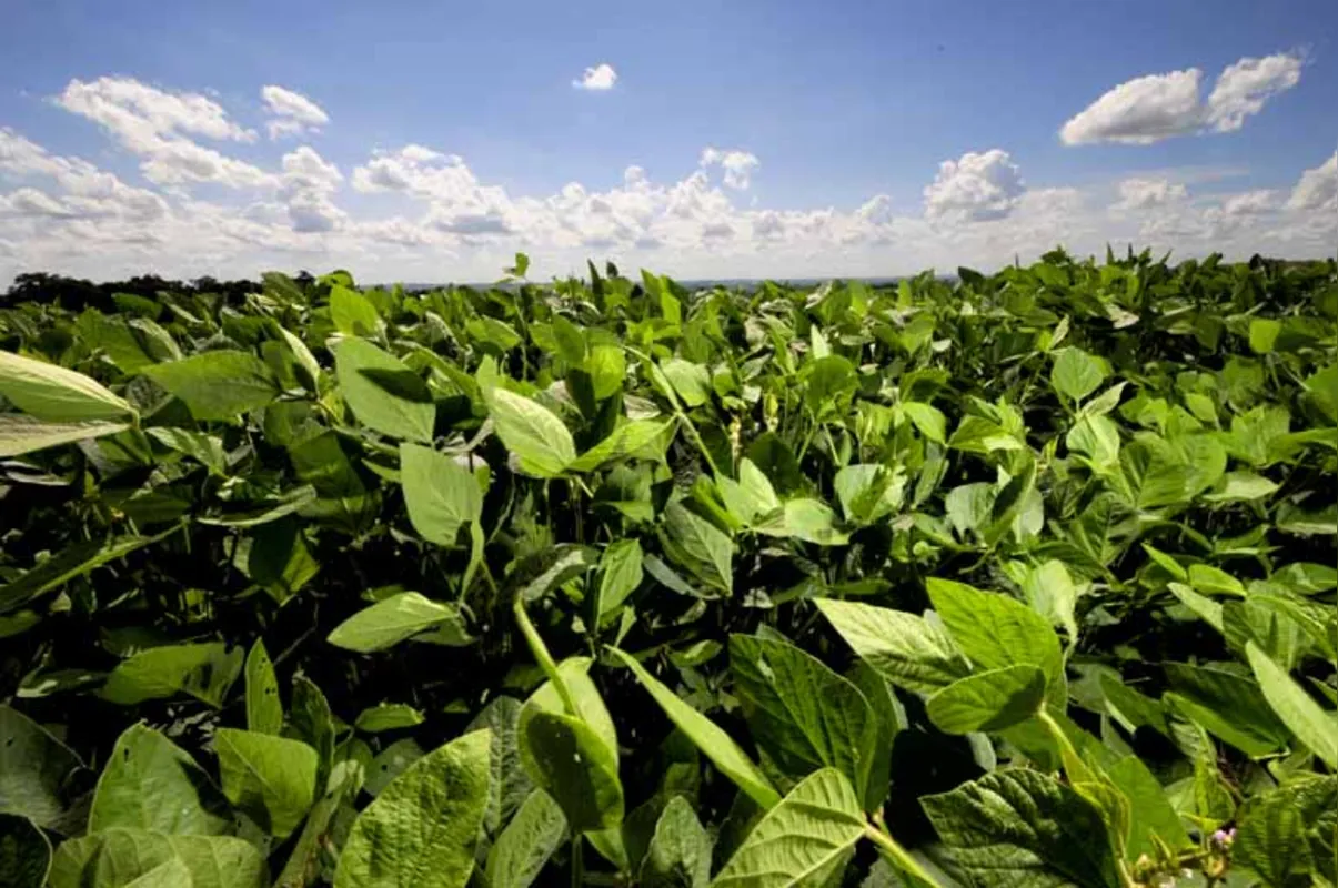 Vista com resistência no final dos anos 90, soja transgênica hoje representa 96% do total plantado