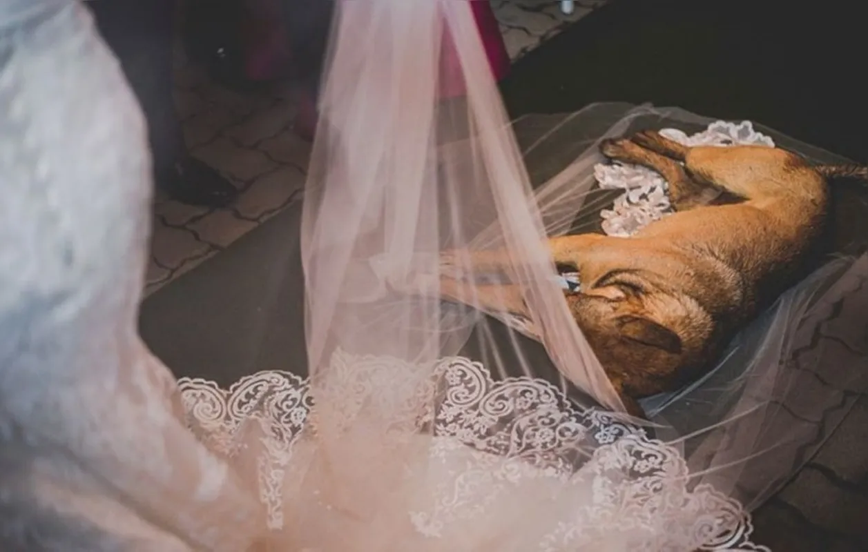 Imagem ilustrativa da imagem Cão que deitou em véu de noiva durante cerimônia é adotado pelos noivos