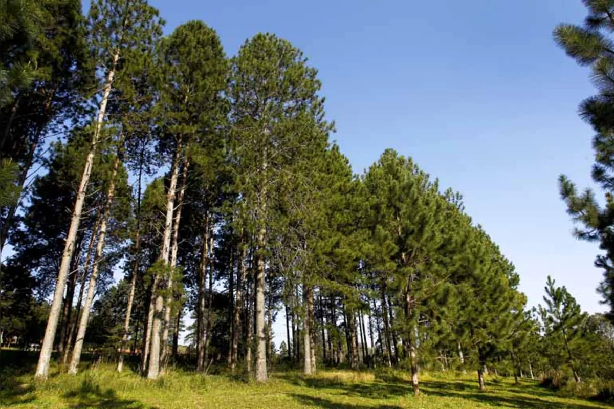 Pesquisas da Embrapa Florestas contribuíram para o aumento na produtividade do eucalipto; agora, o foco está no pinus: além da produtividade, a qualidade da madeira e produção de resina