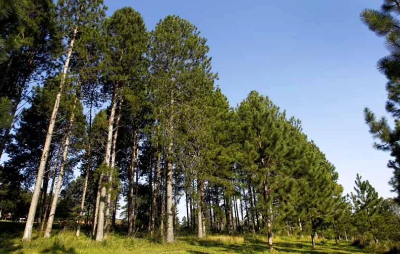 Pesquisas da Embrapa Florestas contribuíram para o aumento na produtividade do eucalipto; agora, o foco está no pinus: além da produtividade, a qualidade da madeira e produção de resina