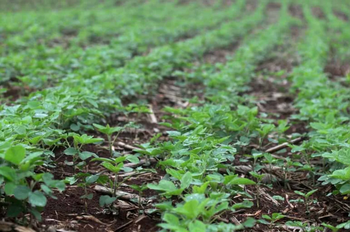 A produção nacional de soja será 6,3% menor em 2018 em relação à obtida em 2017, segundo o IBGE