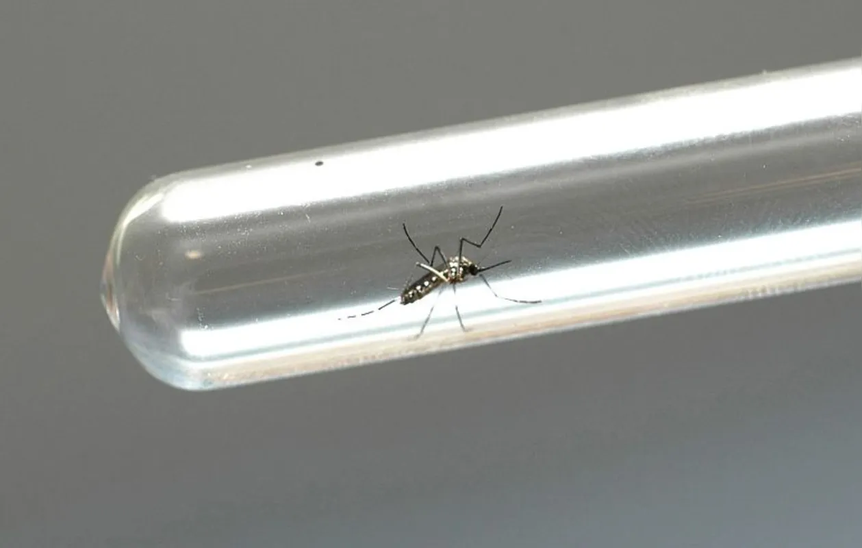 Imagem ilustrativa da imagem Imunidade adquirida pelo vírus da dengue pode proteger contra o da zika