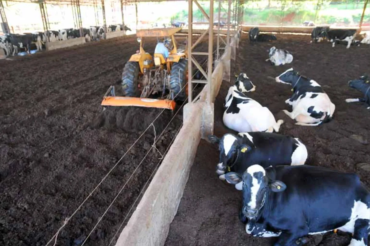 Sítio Tapir usa tecnologia compost barn para aproveitar todo esterco sólido e líquido de 280 vacas