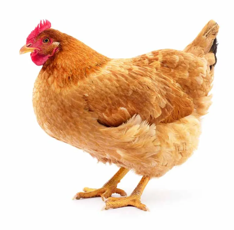 Imagem ilustrativa da imagem A galinha empreendedora