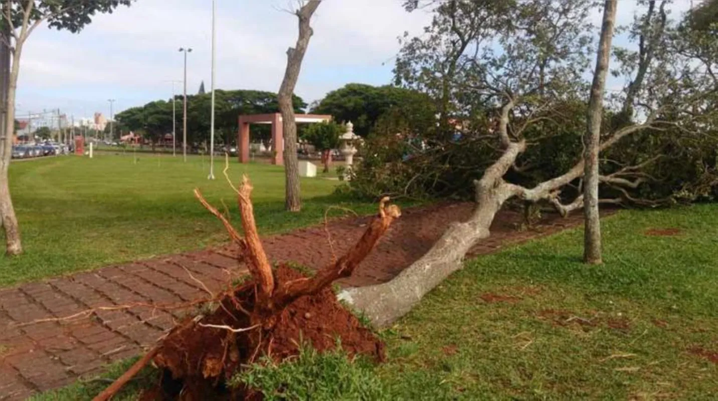 Imagem ilustrativa da imagem Temporal deixa rastro de destruição em Londrina