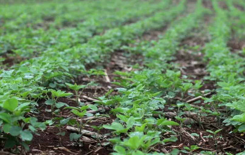 A produção nacional de soja será 6,3% menor em 2018 em relação à obtida em 2017, segundo o IBGE