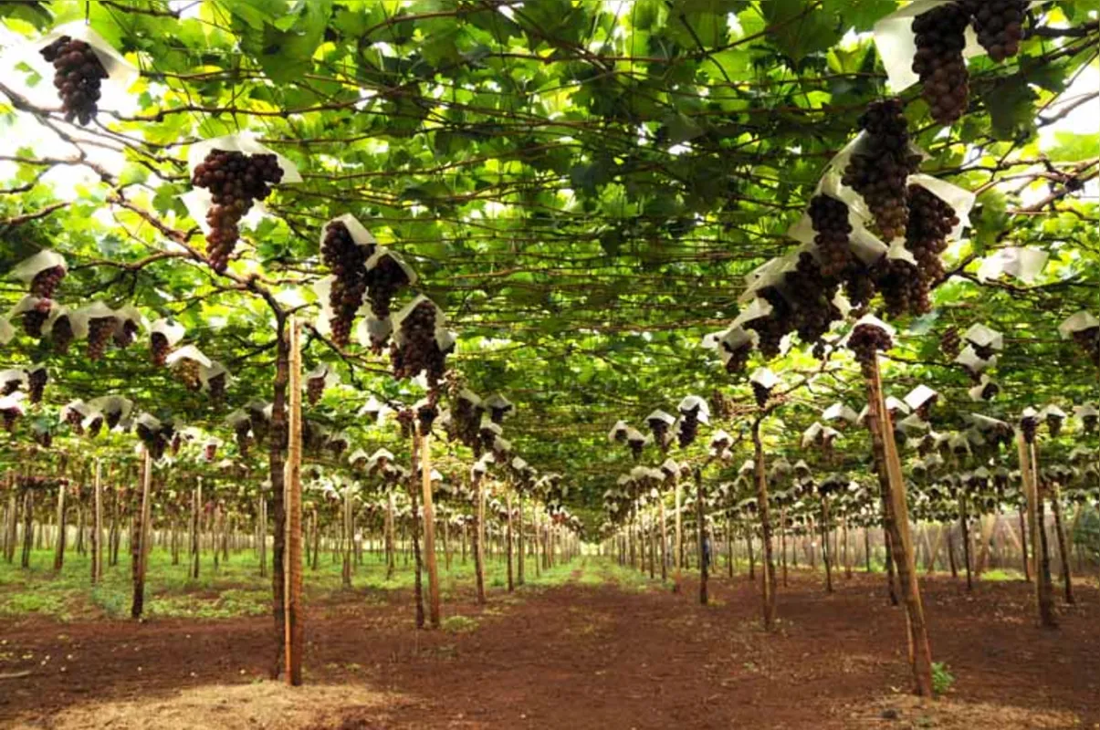 Colheita da uva está adiantada em Marialva, mas frutas estão bonitas e saobrosas elevando expectativa de venda
