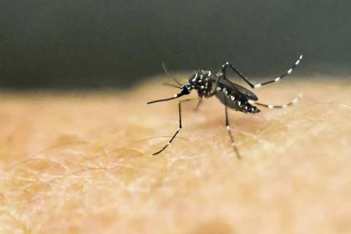 Desde agosto, 238 casos de dengue foram confirmados no Paraná, sendo 90 em Maringá, 31 em Foz do Iguaçu e 15 em Cambé