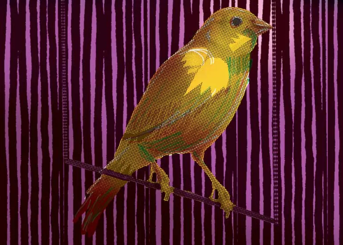 Imagem ilustrativa da imagem Os canarinhos de papai