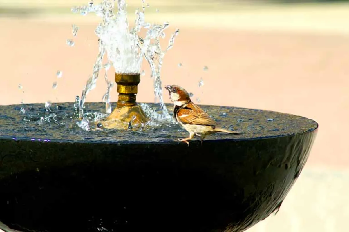 Imagem ilustrativa da imagem Água que passarinho bebe
