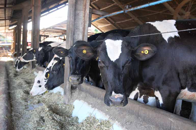 Anderson Coelho/13-11-2017 - A ciência desenvolveu uma série de insumos para a nutrição animal que permite a redução do uso de antibióticos na ração