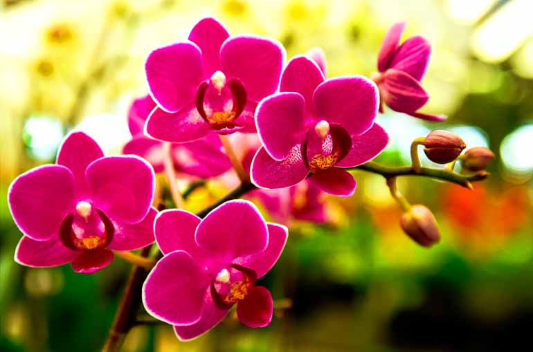 Resultado de imagem para MultiplicaÃ§Ã£o evita extinÃ§Ã£o de orquÃ­deas