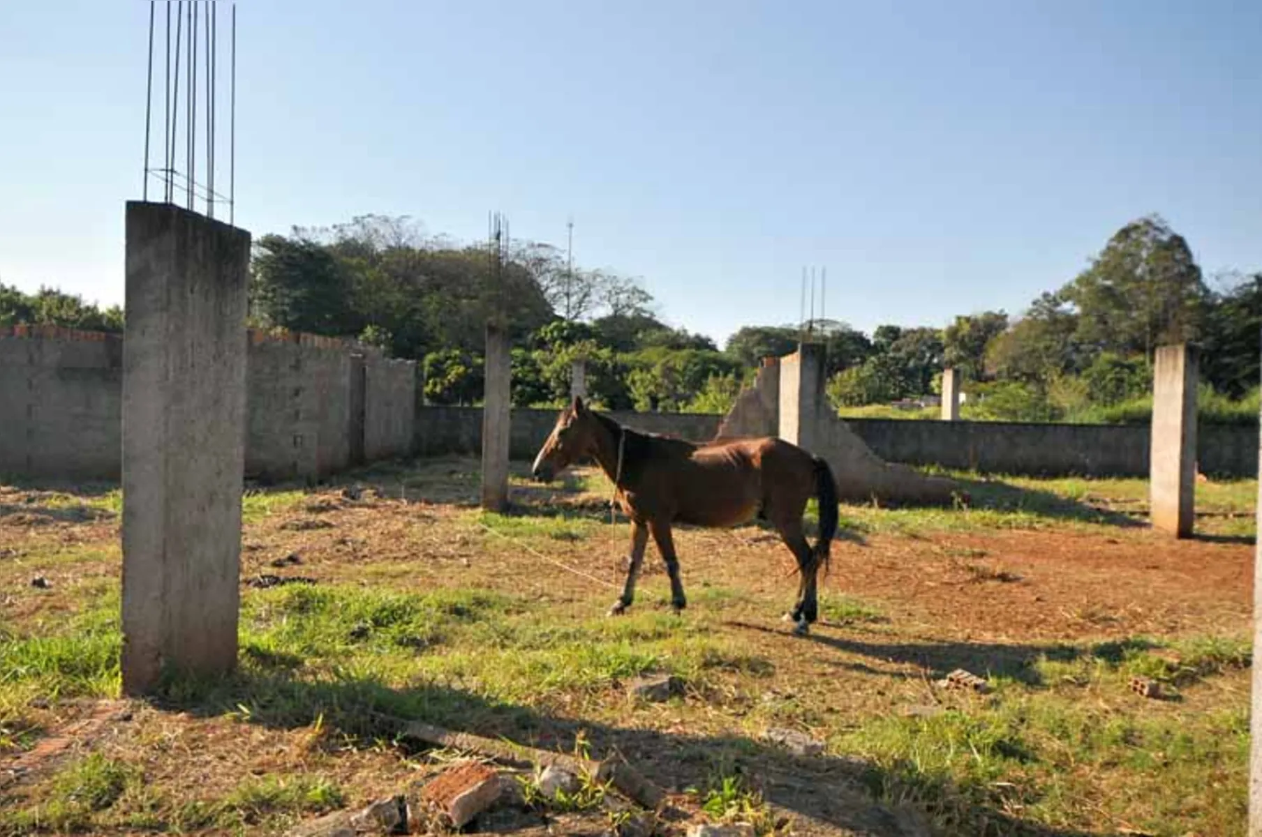 Obra no conjunto Aquiles Stenghel, em Londrina: paredes derrubadas e cavalos pastando