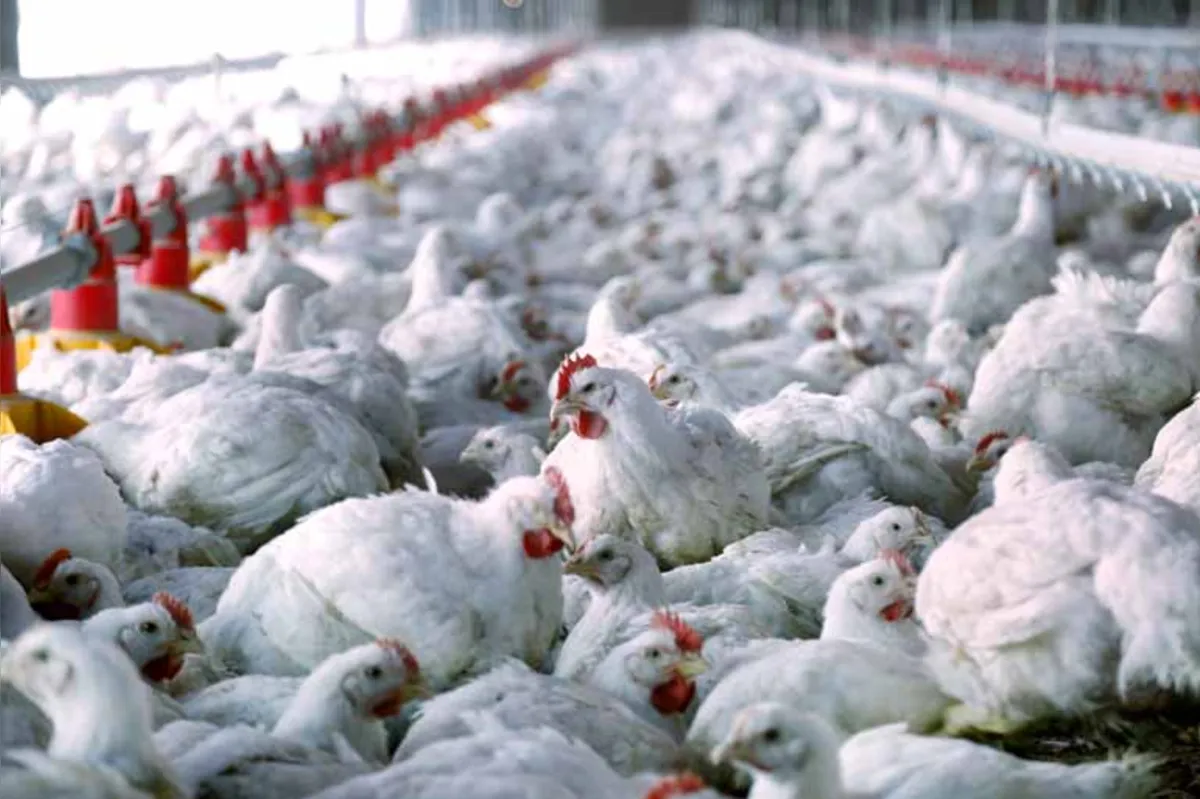 Unidades afetadas pelo embargo respondem por cerca de 30% a 35% da produção de frangos exportada para a União Europeia