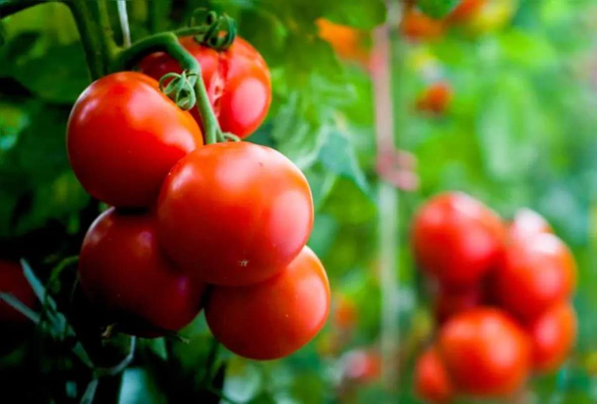 Estado deve seguir o exemplo de Santa Catarina, onde o plantio direto começou há 20 anos com a cultura do tomate
