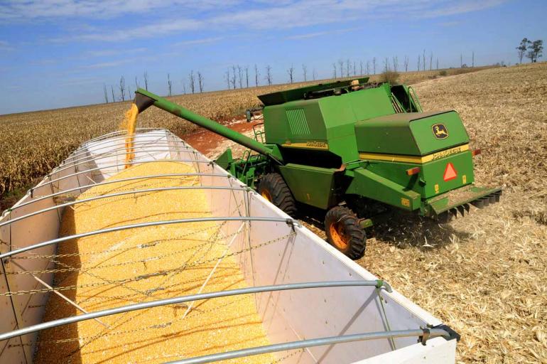 Arquivo Folha - Segundo o Deral, a expectativa para a safra 2017/18 é uma colheita de 9,42 milhões de toneladas de milho em 2,13 milhões de hectares, ou seja, uma área seis vezes maior que de milho 1ª safra
