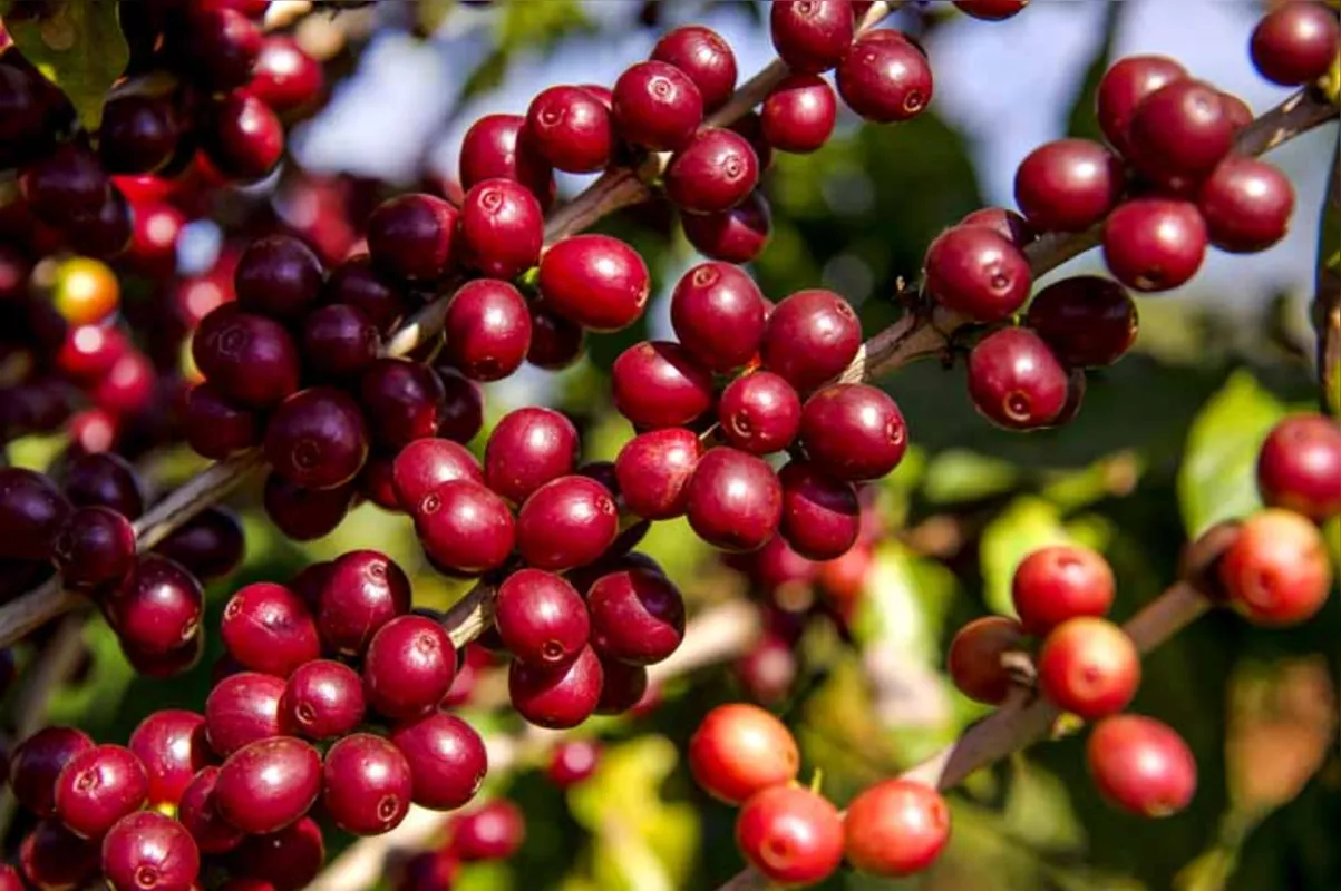 O faturamento bruto da lavoura dos cafés no País, em 2018, está estimado em R$ 24,3 bilhões