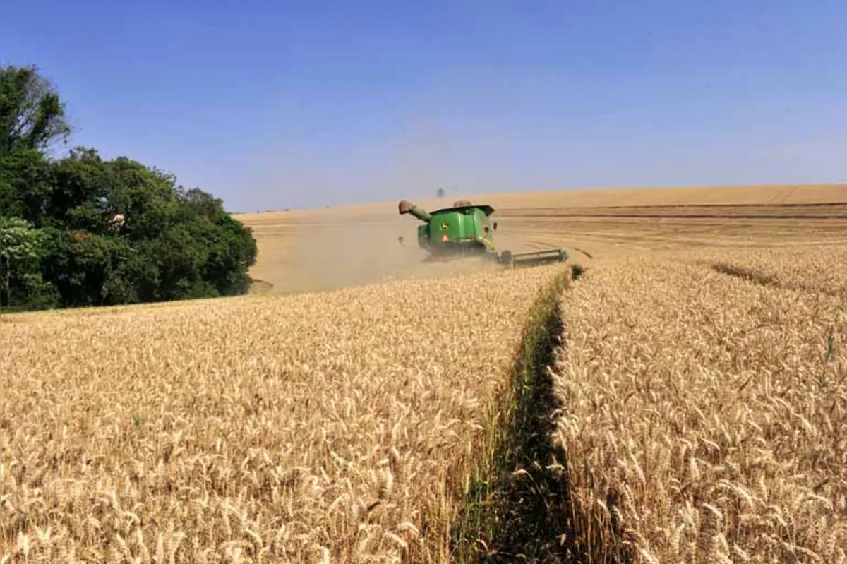 O Paraná é o maior produtor de trigo do País, mas  quebras por seca e geadas no ciclo anterior e atrasos na colheita atual provocam redução nos estoques dos moinhos