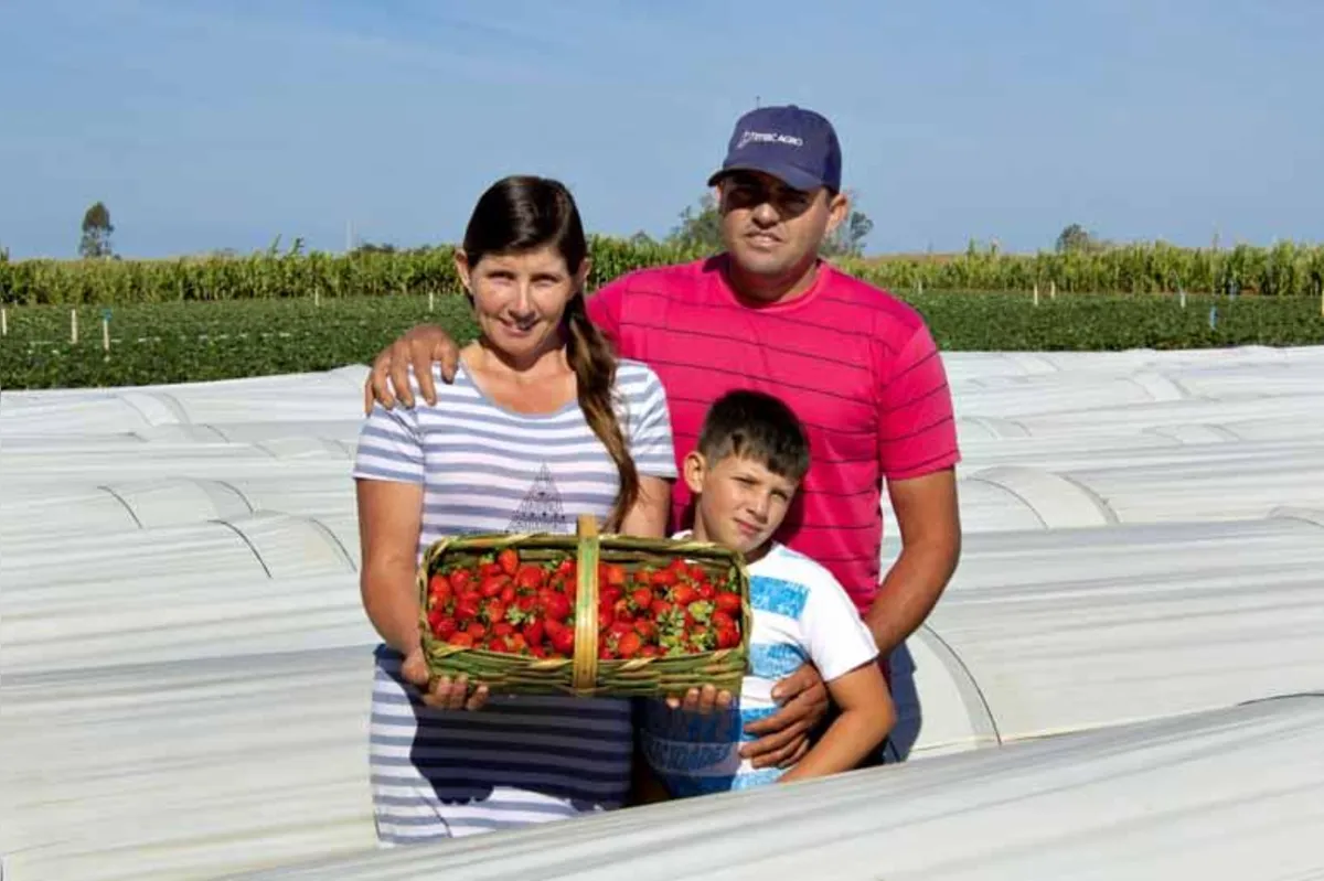 Imagem ilustrativa da imagem Região é a maior produtora  de morangos do Paraná