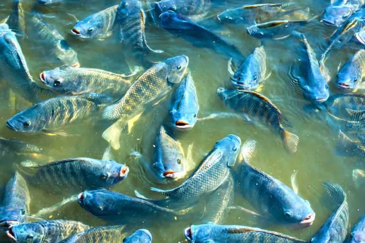 A carne de pescado, que durante séculos dominou o mercado das carnes no mundo, atualmente responde por 80 Mt contra 140 Mt da aquacultura (produção de peixes em confinamento)