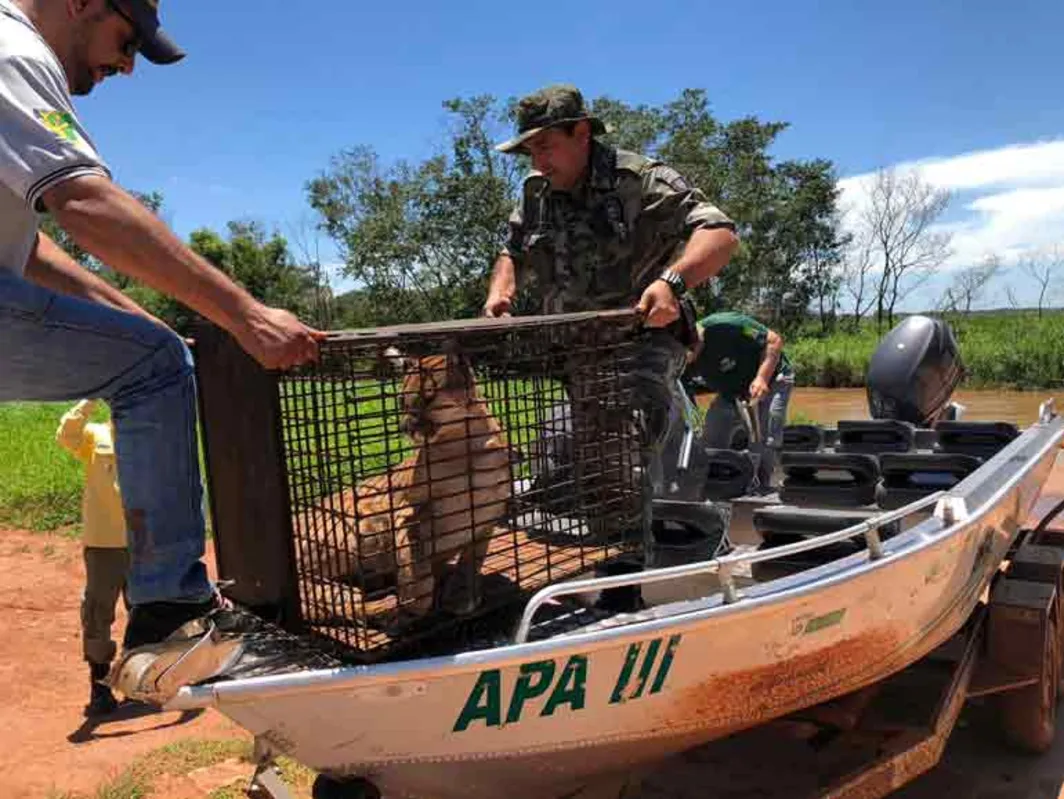 Felino foi anestesiado e transportado até o Parque Nacional de Ilha Grande